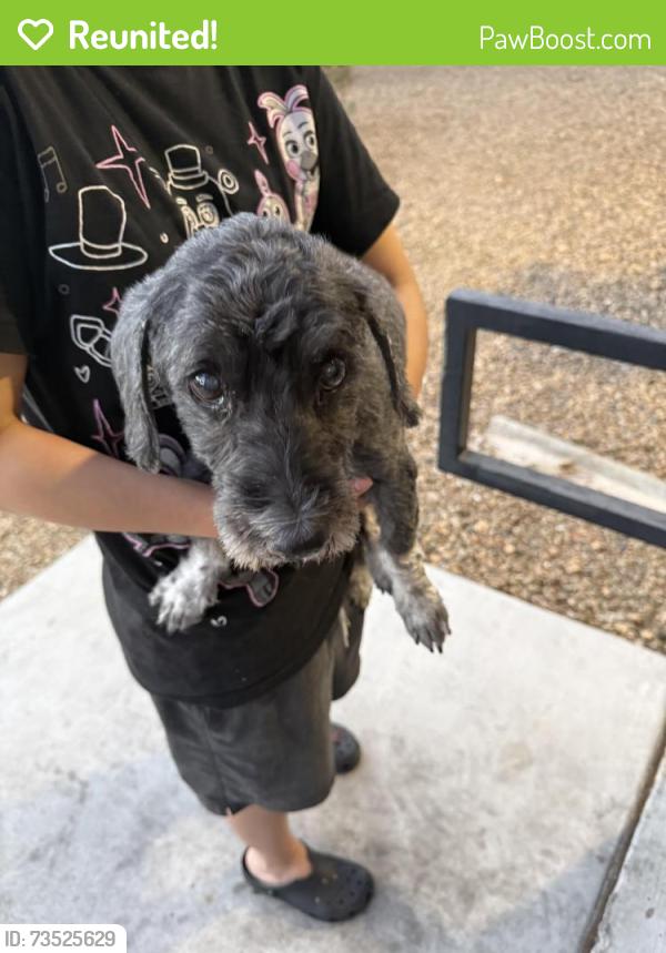 Reunited Male Dog last seen Washburn & Losee Rd, North Las Vegas, NV 89081