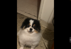 Lost Male Dog last seen Uptown Area, Sheridan, Leland, Lawrence, Chicago, IL 60640