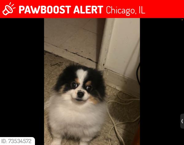 Lost Male Dog last seen Uptown Area, Sheridan, Leland, Lawrence, Chicago, IL 60640