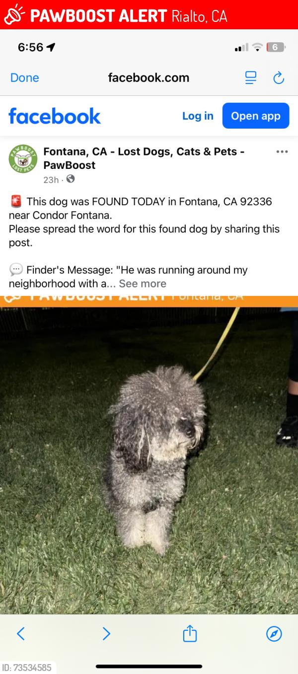 Lost Male Dog last seen Rialto, Rialto, CA 92377