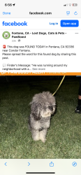 Lost Male Dog last seen Rialto, Rialto, CA 92377