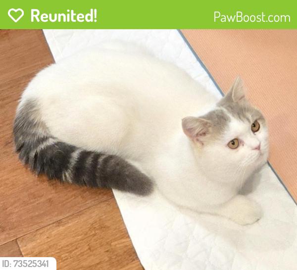 Reunited Male Cat last seen Cardigan Street, Carlton, VIC 3053