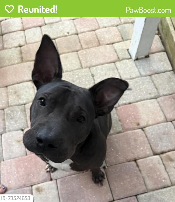 Reunited Male Dog last seen Plainfield Ave, Orange Park, FL 32073