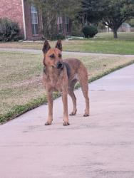 Found/Stray Unknown Dog last seen Pheasant Run and wilderness trail, Crowley, TX 76036