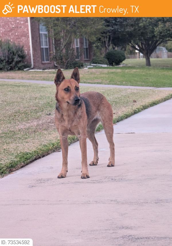 Found/Stray Unknown Dog last seen Pheasant Run and wilderness trail, Crowley, TX 76036