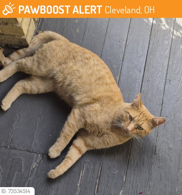 Found/Stray Male Cat last seen 124th St.off of Larchmere Blvd., same side as Al's Diner., Cleveland, OH 44120
