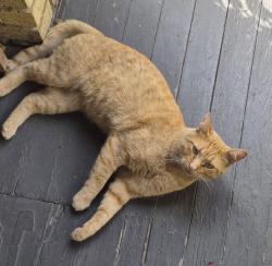 Found/Stray Male Cat last seen 124th St.off of Larchmere Blvd., same side as Al's Diner., Cleveland, OH 44120