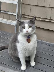 Reunited Female Cat last seen Wornall road, Kansas City, MO 64114