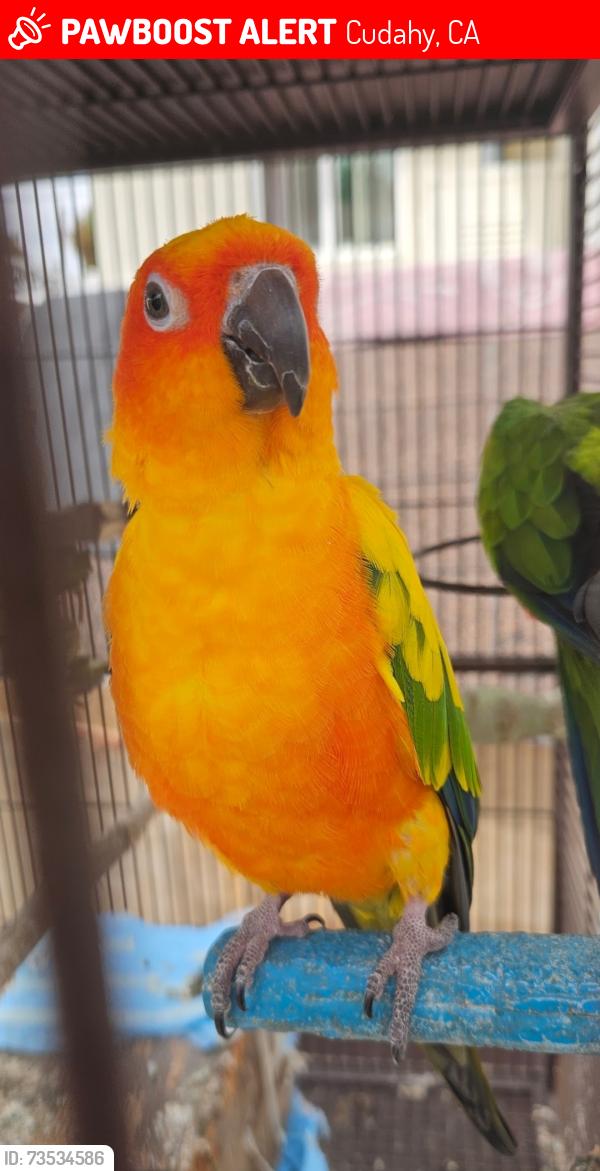 Lost Male Bird last seen Otis ave, Clara st, Oliver st, Salt Lake ave, Cudahy, CA 90201