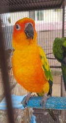 Lost Male Bird last seen Otis ave, Clara st, Oliver st, Salt Lake ave, Cudahy, CA 90201