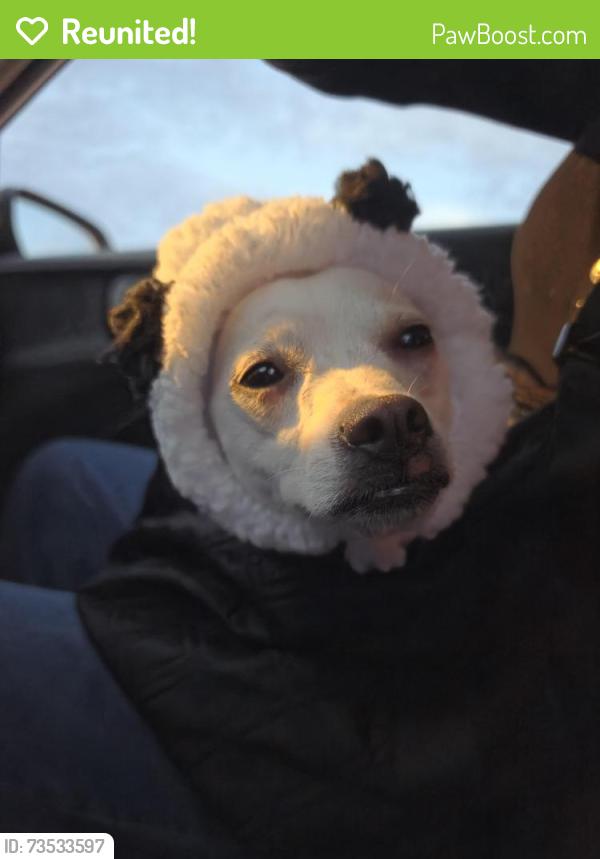 Reunited Male Dog last seen Priest and university, Tempe, AZ 85281