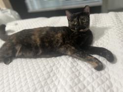 Lost Female Cat last seen Banyan Trails, Coconut Creek, FL 33073