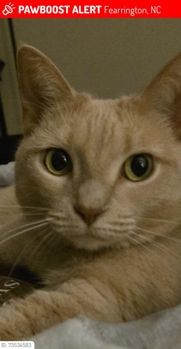 Lost Female Cat last seen Beechmast, Fearrington Village, NC, Fearrington, NC 27312