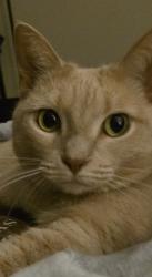 Lost Female Cat last seen Beechmast, Fearrington Village, NC, Fearrington, NC 27312