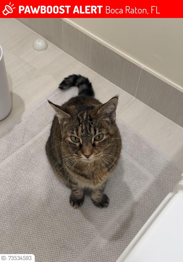 Lost Female Cat last seen Les Jardins, Boca Raton, FL 33431