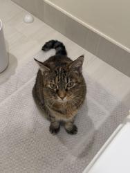 Lost Female Cat last seen Les Jardins, Boca Raton, FL 33431