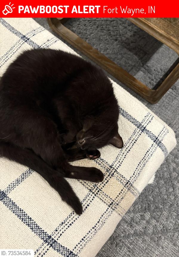 Lost Male Cat last seen Covington road or aboite center rd, Fort Wayne, IN 46814