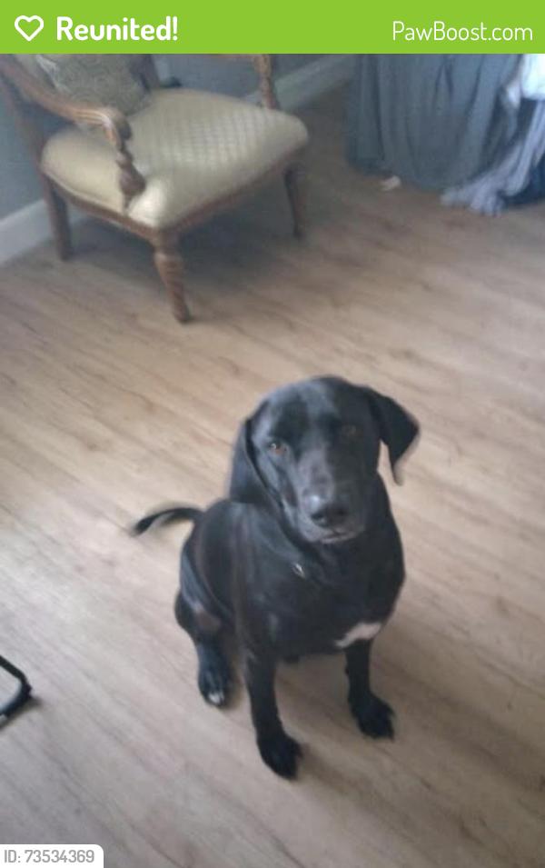 Reunited Male Dog last seen Near quail hollow rd east Clearwater Florida, Clearwater, FL 33761