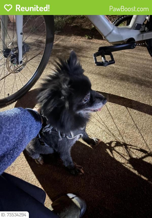 Reunited Male Dog last seen Whitefoord and Hardee, Atlanta, GA 30307