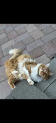 Lost Male Cat last seen Near SR 410, Naches, WA 98937