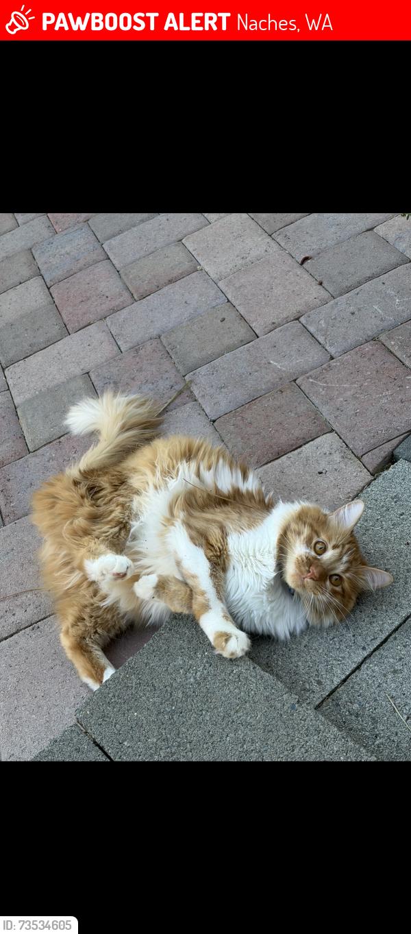 Lost Male Cat last seen Near SR 410, Naches, WA 98937