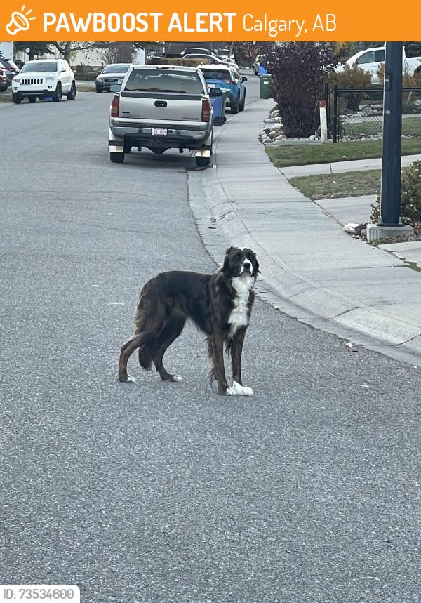 Found/Stray Unknown Dog last seen 0-100th block of Cougarstone Circle SW, Calgary, AB 