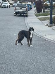 Found/Stray Unknown Dog last seen 0-100th block of Cougarstone Circle SW, Calgary, AB 