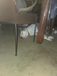 Reunited Male Dog last seen I was told he was taken to the pound, rang twice and he isn't there, Seaford, VIC 3198