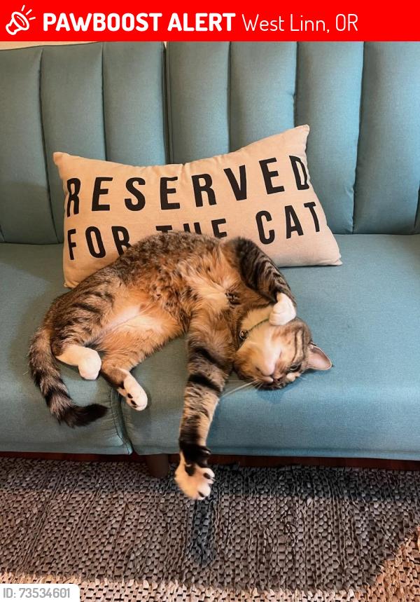 Lost Male Cat last seen 16th st between dollar and short, West Linn, OR 97068