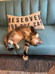 Lost Male Cat last seen 16th st between dollar and short, West Linn, OR 97068
