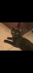 Found/Stray Female Cat last seen 173rd Avenue and Yuma, Goodyear, AZ, Goodyear, AZ 85338