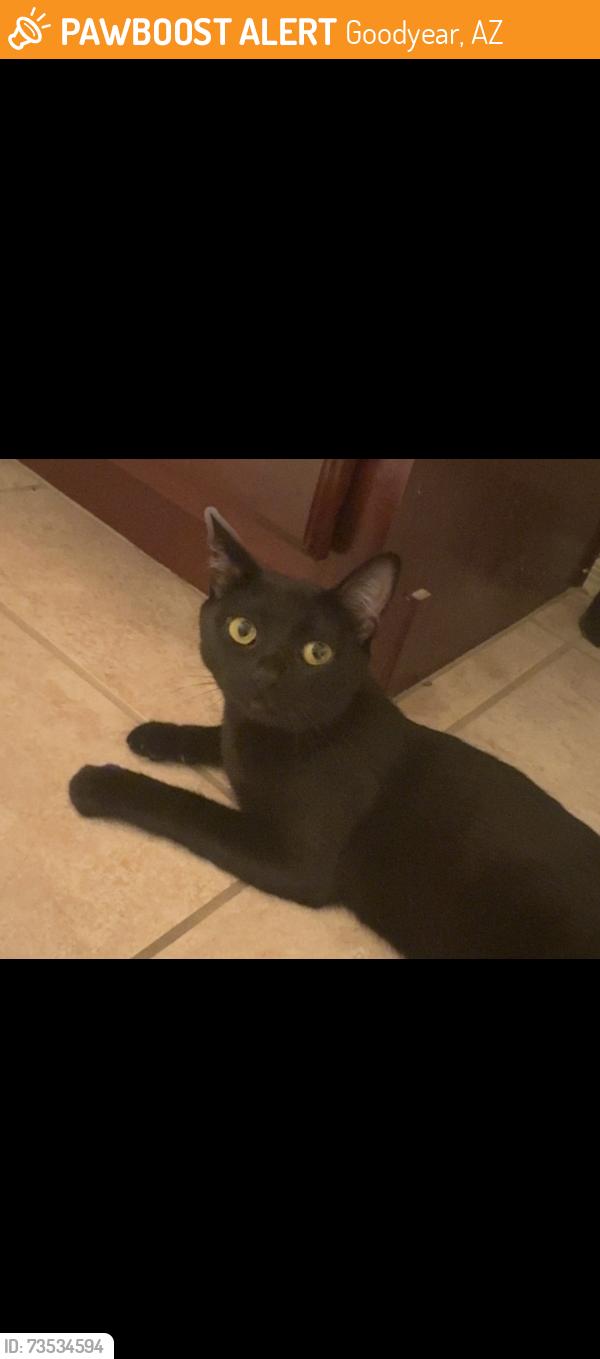 Found/Stray Female Cat last seen 173rd Avenue and Yuma, Goodyear, AZ, Goodyear, AZ 85338