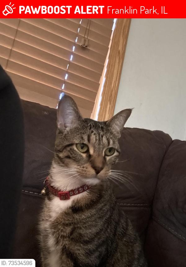 Lost Male Cat last seen Britta and Addison, Franklin Park, IL 60131