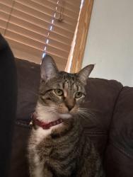 Lost Male Cat last seen Britta and Addison, Franklin Park, IL 60131
