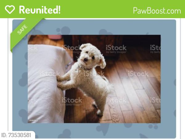 Reunited Male Dog last seen Snell rd .and blossom Hill road., San Jose, CA 95136
