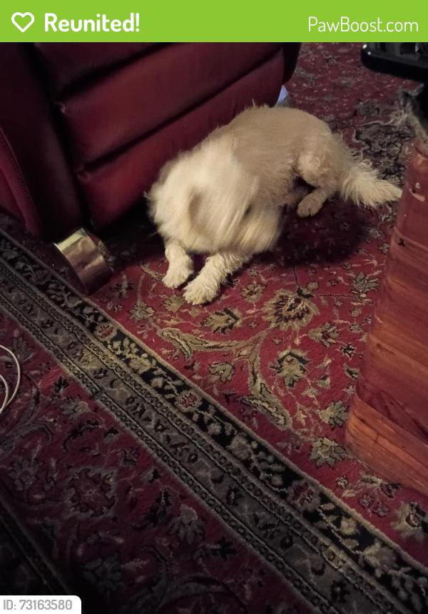 Reunited Male Dog last seen Snell rd .and blossom Hill road., San Jose, CA 95123