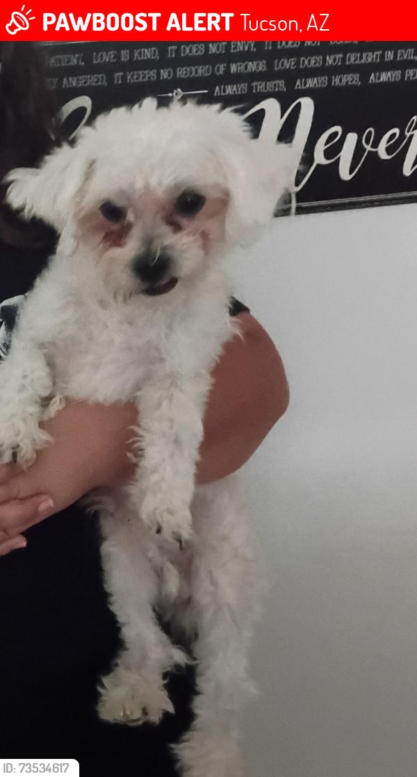 Lost Male Dog last seen Stone and drachman, Tucson, AZ 85745