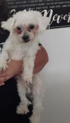 Lost Male Dog last seen Stone and drachman, Tucson, AZ 85745
