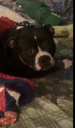Lost Female Dog last seen Peggy rd . Or main street, Alachua, FL 32615