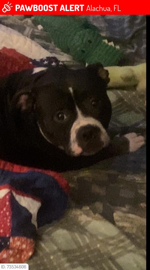 Lost Female Dog last seen Peggy rd . Or main street, Alachua, FL 32615