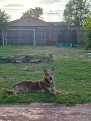 Lost Male Dog last seen Rogers Highschool, Tulsa, OK 74112