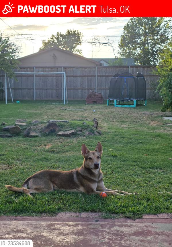 Lost Male Dog last seen Rogers Highschool, Tulsa, OK 74112