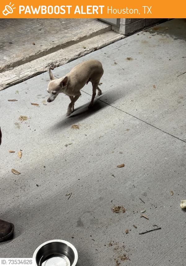 Found/Stray Male Dog last seen CE King Middle School, Houston, TX 77044