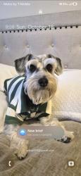 Lost Male Dog last seen Olympic Blvd and Crenshaw, Los Angeles, CA 90019
