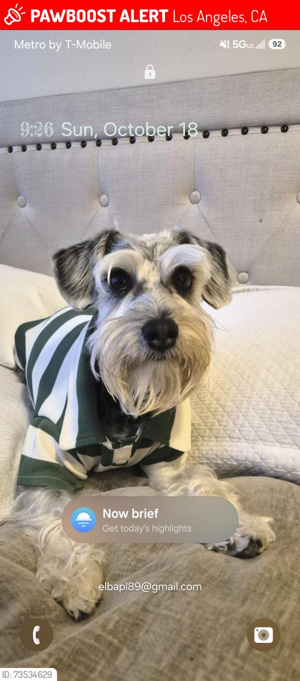 Lost Male Dog last seen Olympic Blvd and Crenshaw, Los Angeles, CA 90019