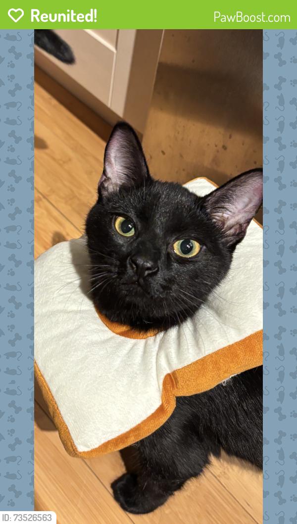 Reunited Male Cat last seen Genoa and Girard, Aurora, CO 80013