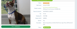 Lost Female Dog last seen guerreo st, San Francisco, CA 94110