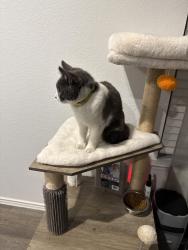 Reunited Unknown Cat last seen Near saffron field ln spring Tx 77373, Spring, TX 77373