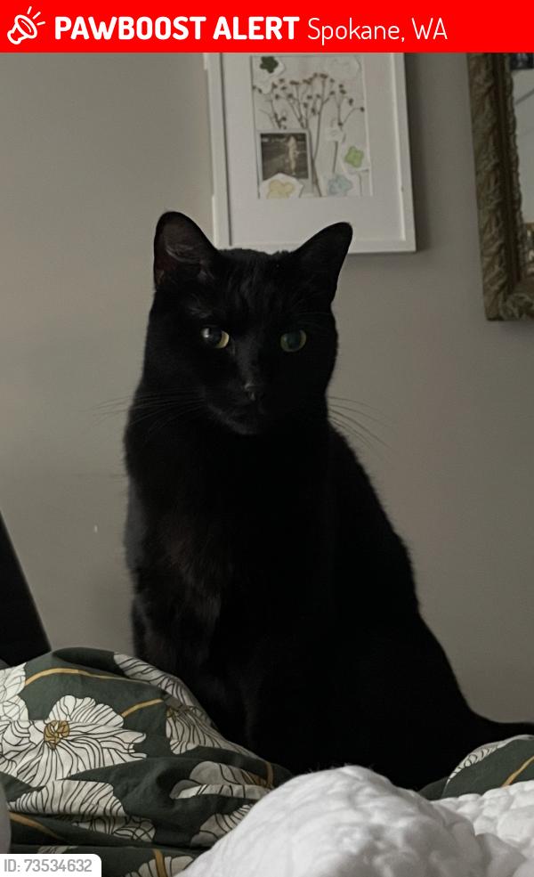 Lost Female Cat last seen Near the pond on 27th, Spokane, WA 99203