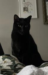 Lost Female Cat last seen Near the pond on 27th, Spokane, WA 99203